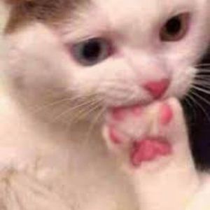 Meet your Posher, Helena